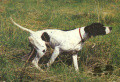 Pedigree ASSO DEL VENTO Pedigree ASSO DEL VENTO